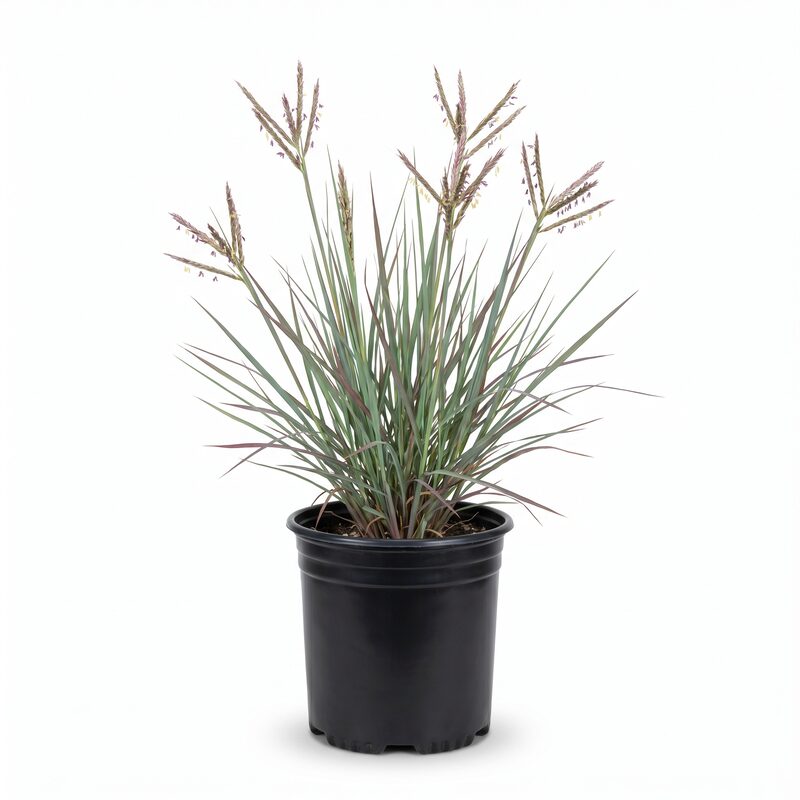 Big Bluestem Grass image