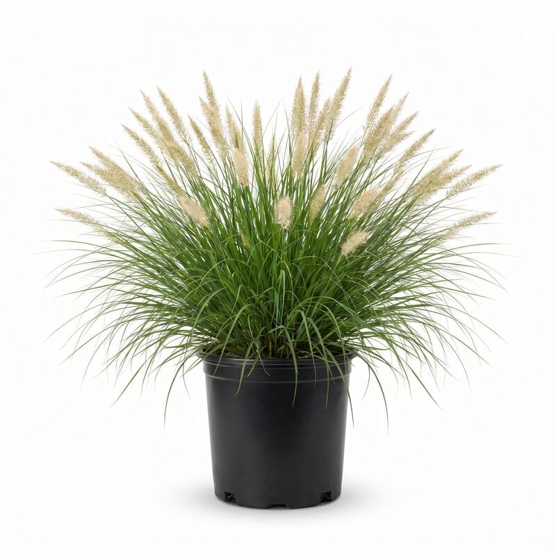 Dwarf Fountain Grass image