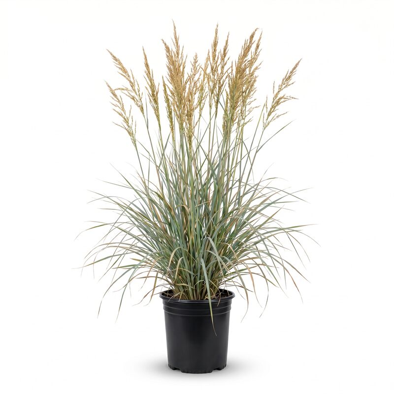 Indian Grass image