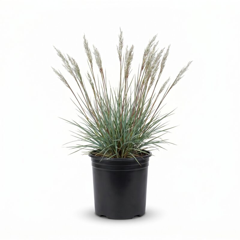 Little Bluestem Grass image
