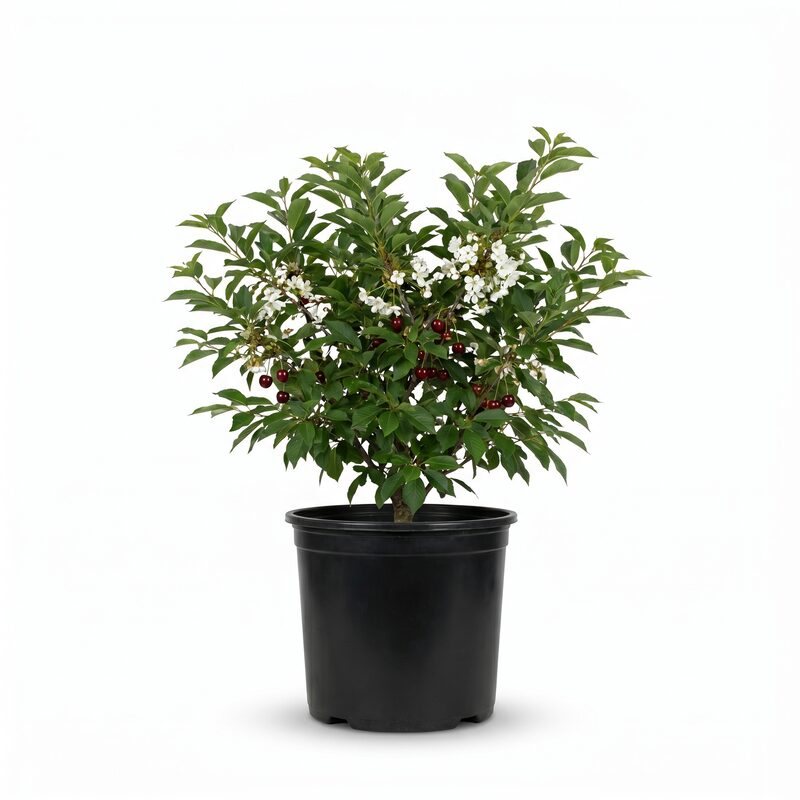 Juliet Dwarf Cherry image