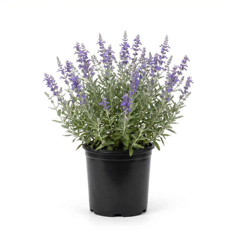 Little Spire Russian Sage image