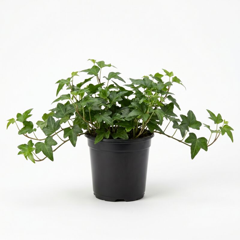 English Ivy image
