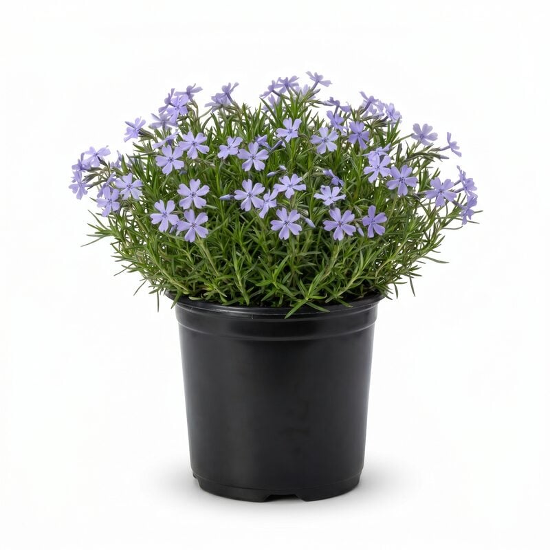 Emerald Blue Phlox image