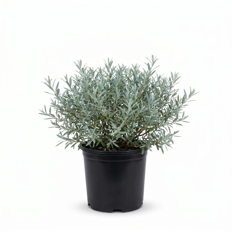 Dwarf Blue Leaf Arctic Willow image