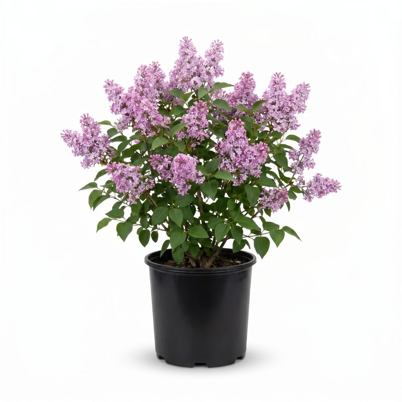 Miss Kim Lilac image