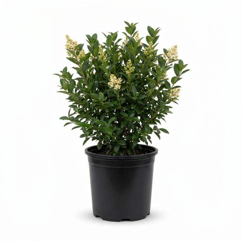 Cheyenne Privet image