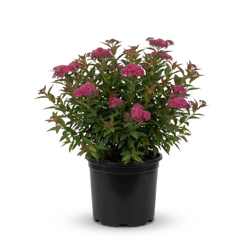 Anthony Waterer Spirea image