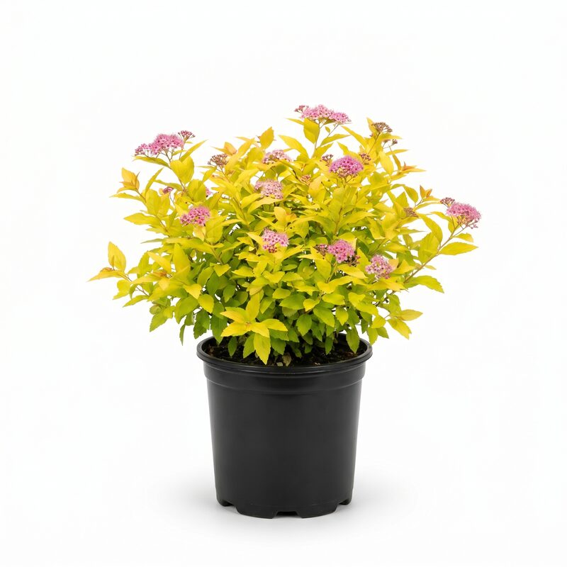 Goldmound Spirea image