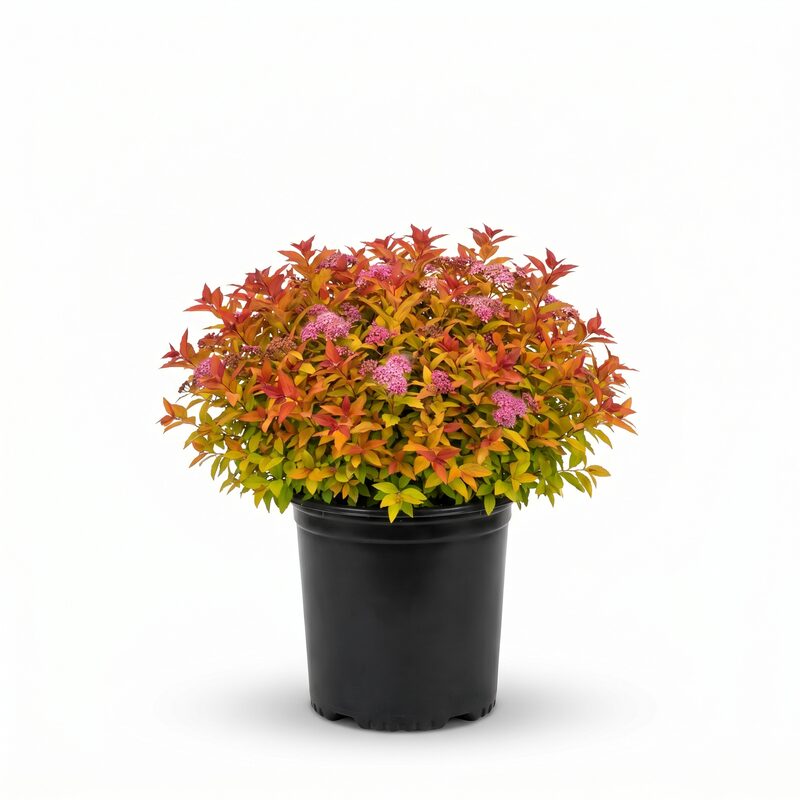 Magic Carpet Spirea image