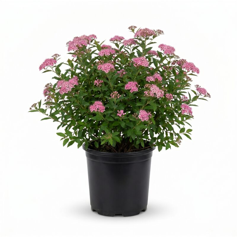 Little Bonnie Dwarf Spiraea image