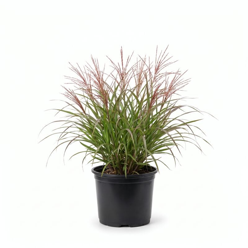 Little Miss Maiden Grass image