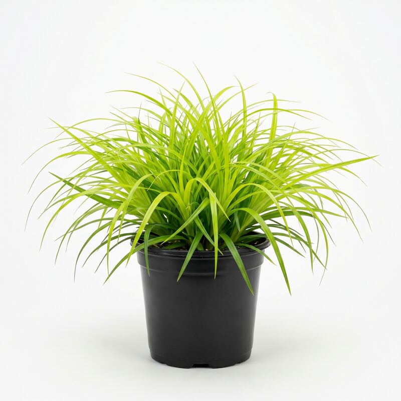 Evercolor Everillo Carex image