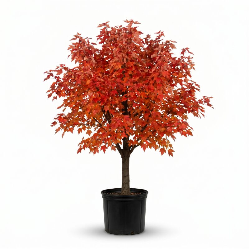 Autumn Blaze Maple image