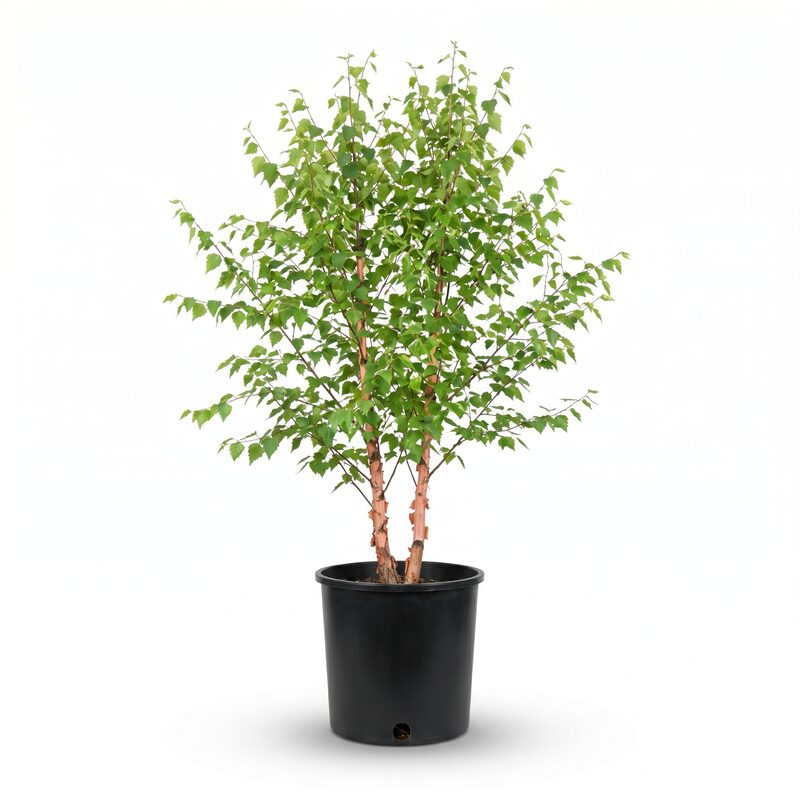 Heritage Birch Tree image