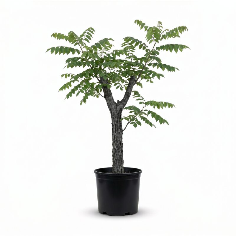 Kentucky Coffee Tree image