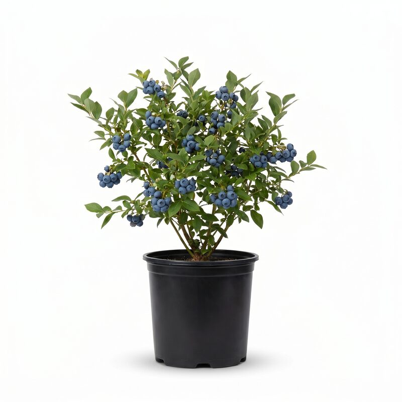 Premier Blueberry image
