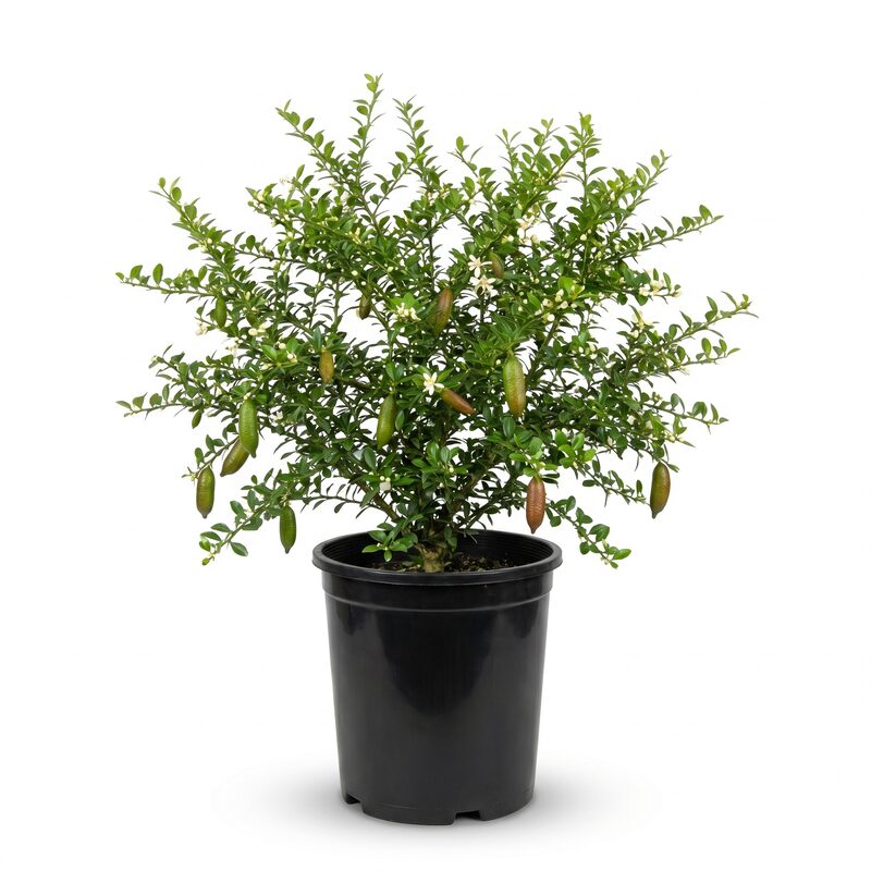 Australian Finger Lime Tree image