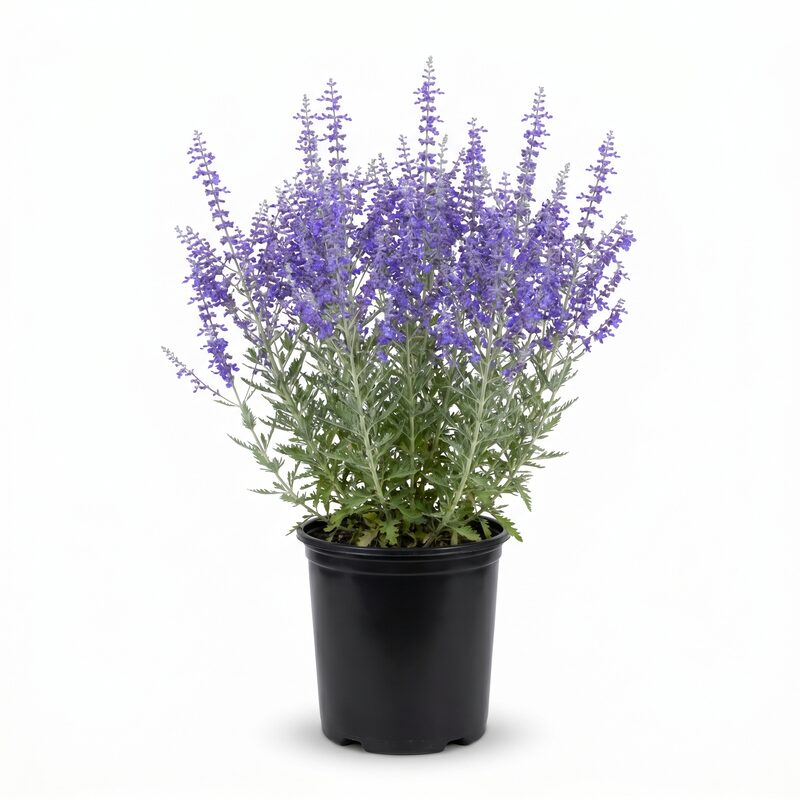 Denim 'n Lace Russian Sage image