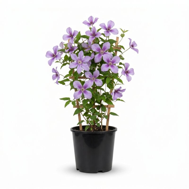 Jolly Good Clematis image