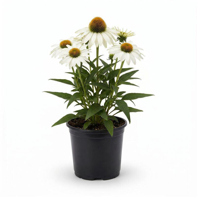 PowWow White Coneflower image