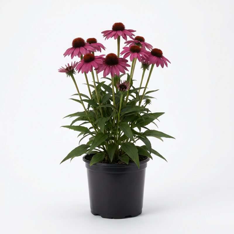 PowWow Wild Berry Coneflower image
