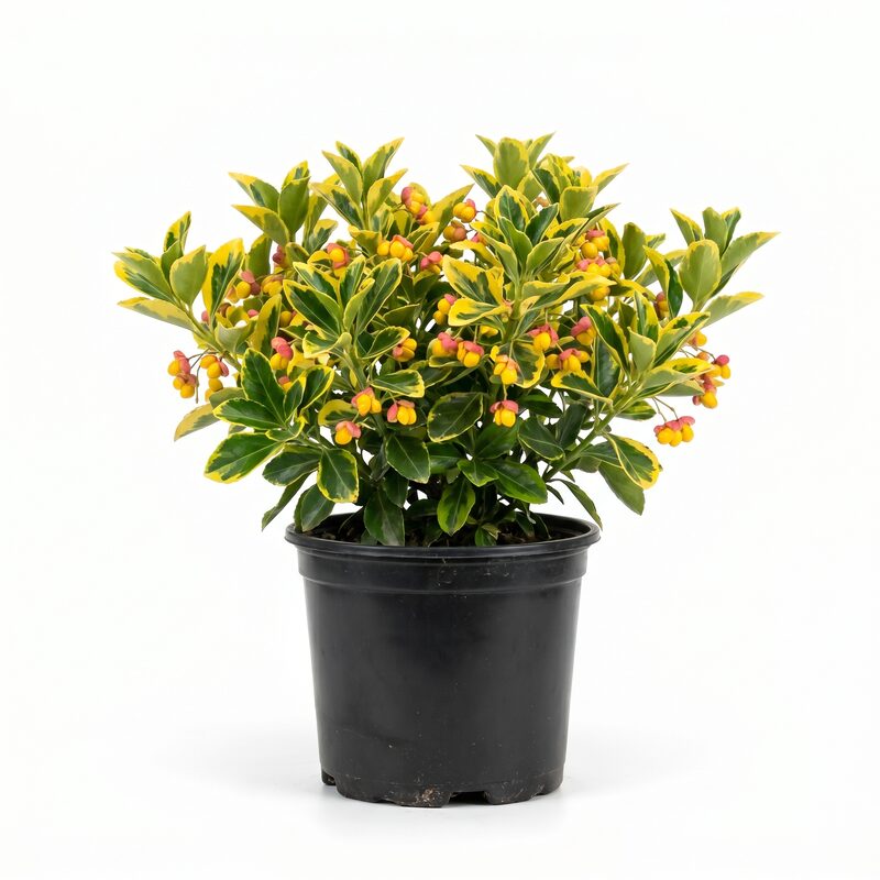 Gold Splash Euonymus image