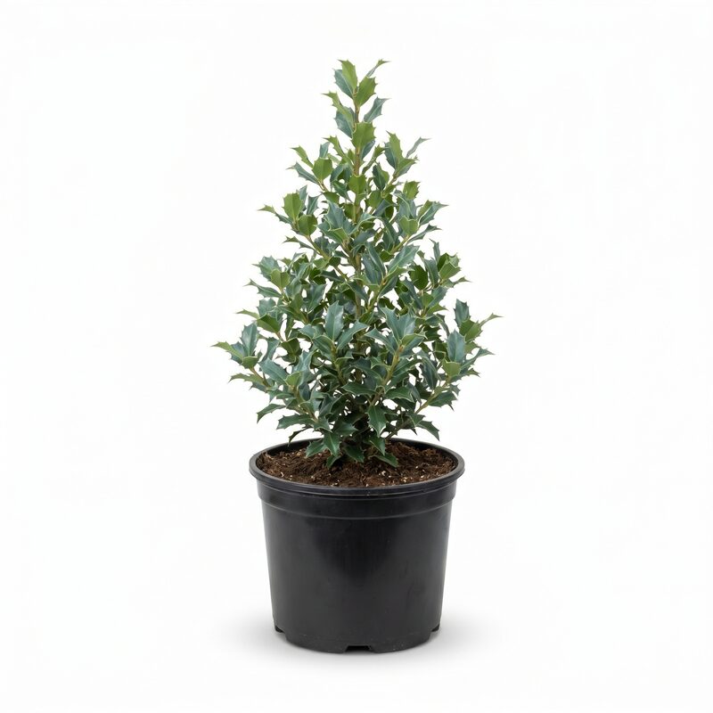 Castle Spire Blue Holly image