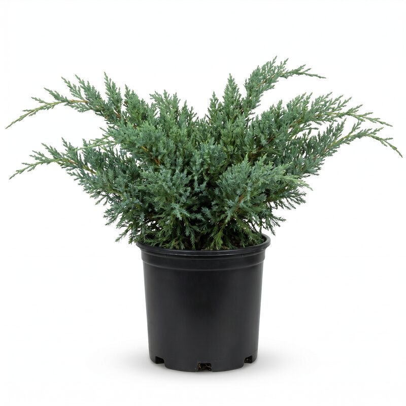 Sea Green Juniper image