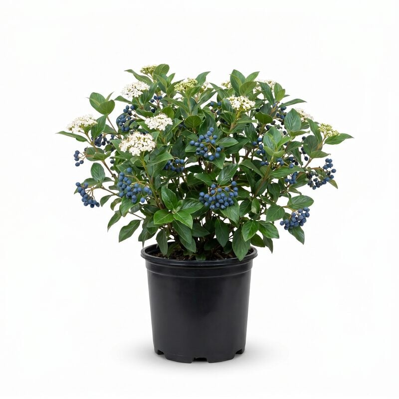 Blue Muffin Arrowwood Viburnum image
