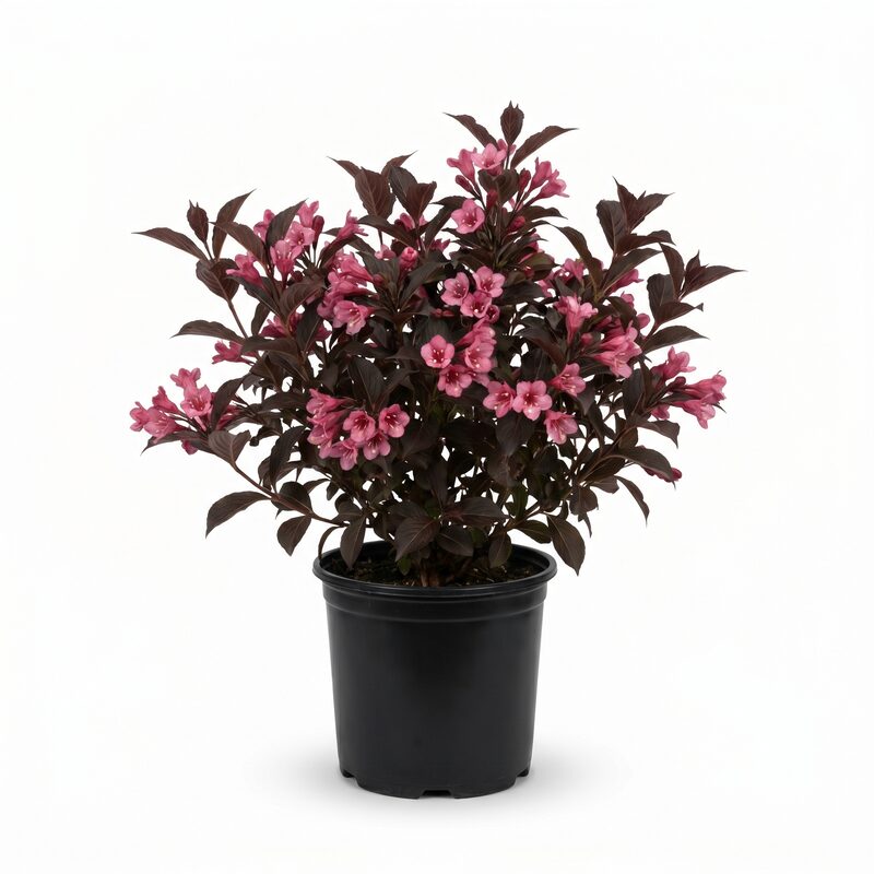 Wine & Roses Weigela image