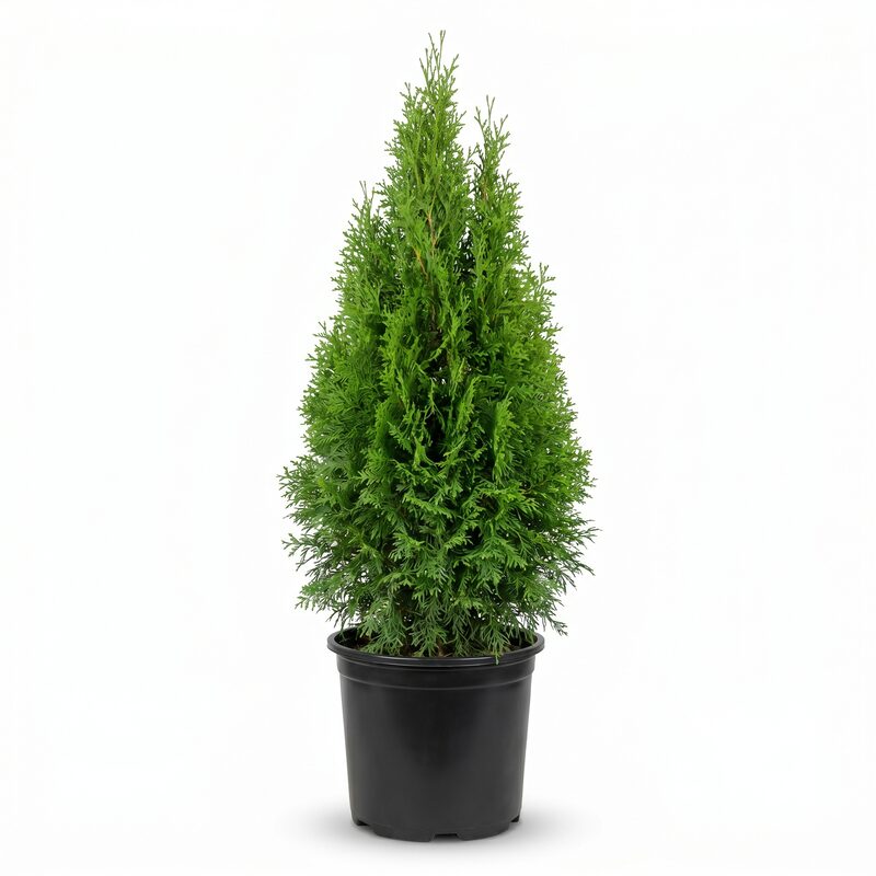 Green Giant Arborvitae image