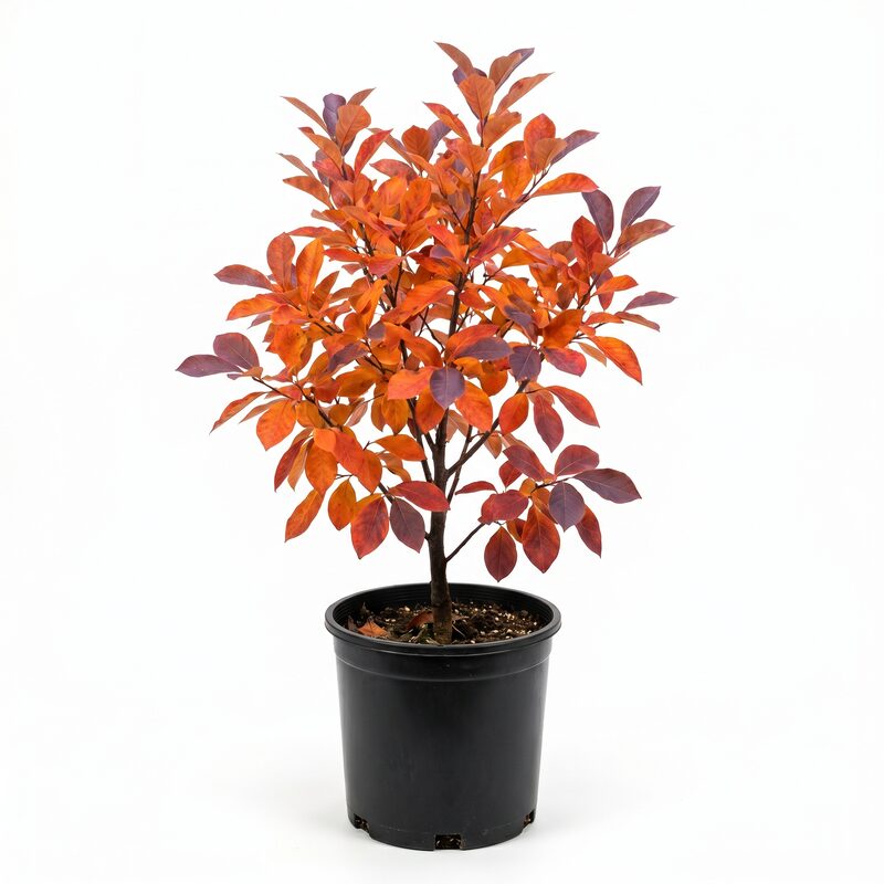 Black Gum Tree image