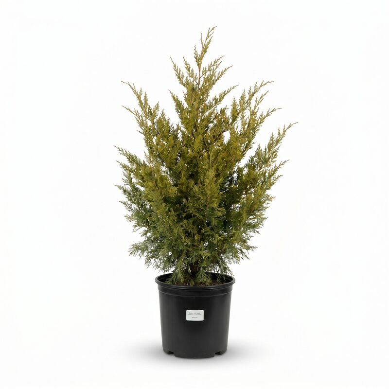 Eastern Red Cedar Tree image