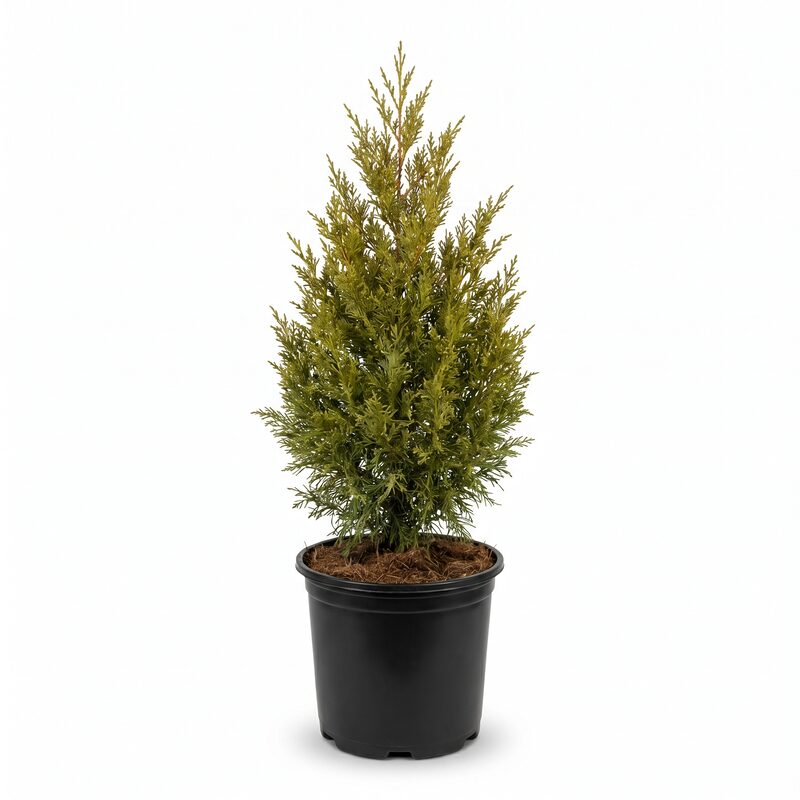 Eastern Red Cedar  Tree image