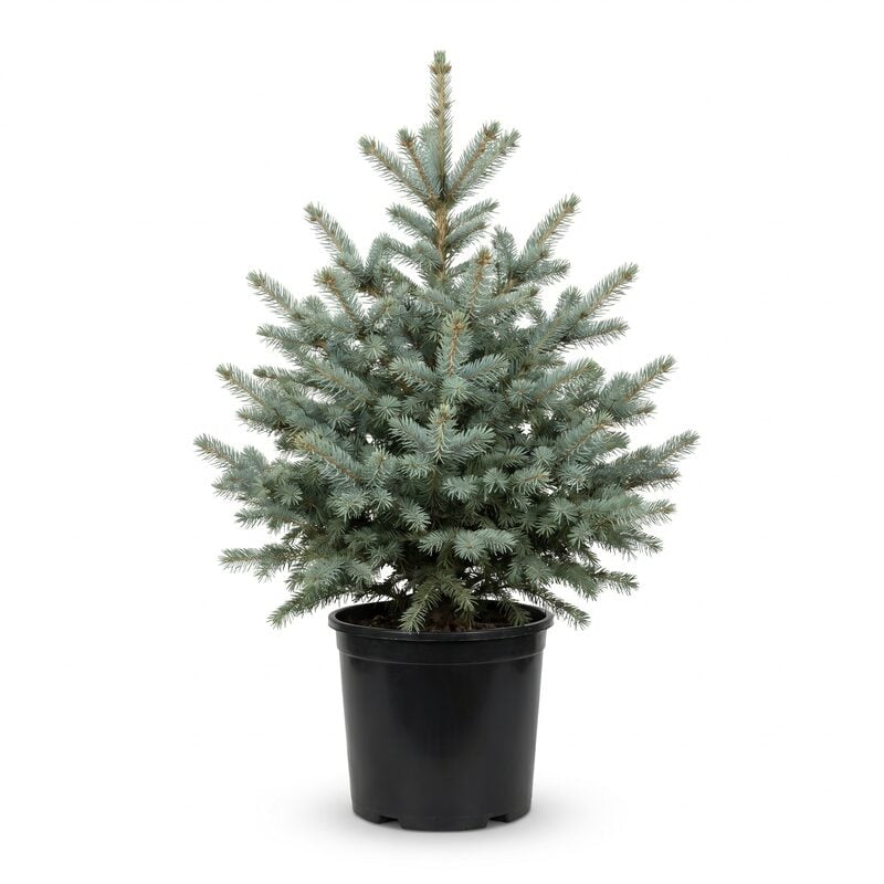 Colorado Spruce image