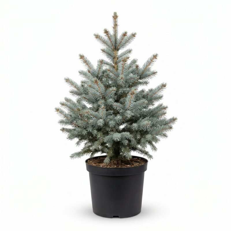 Colorado Spruce image