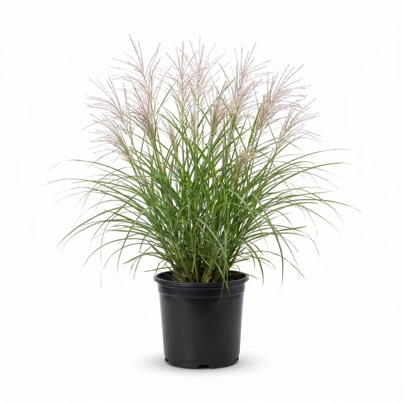 Little Kitten Maiden Grass image
