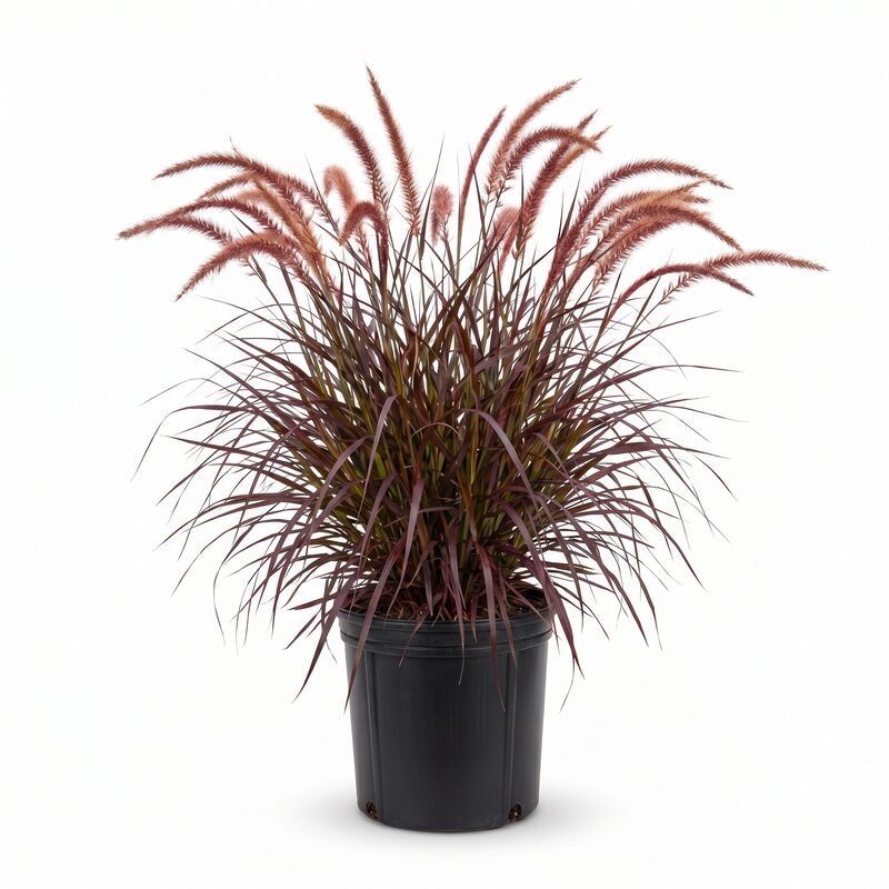 Redhead Fountain Grass image