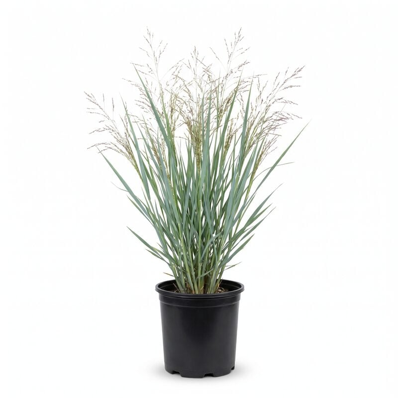 Dallas Blues Switch Grass image