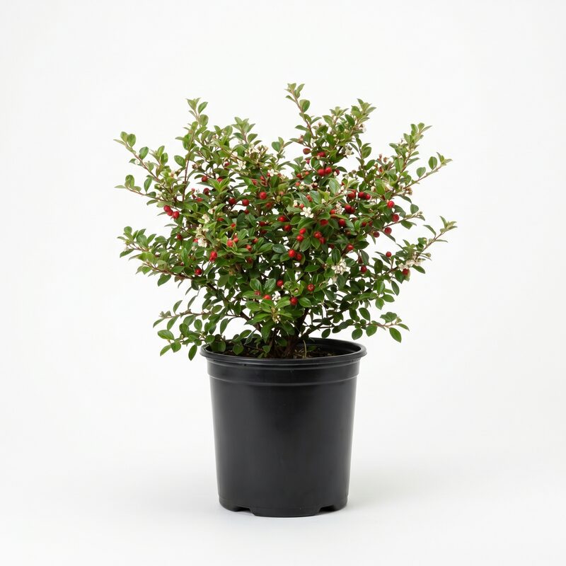 Cranberry Cotoneaster image