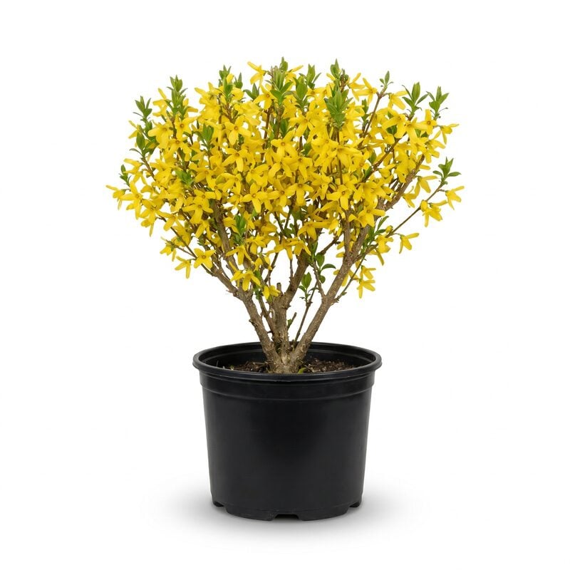 Show Off Forsythia image
