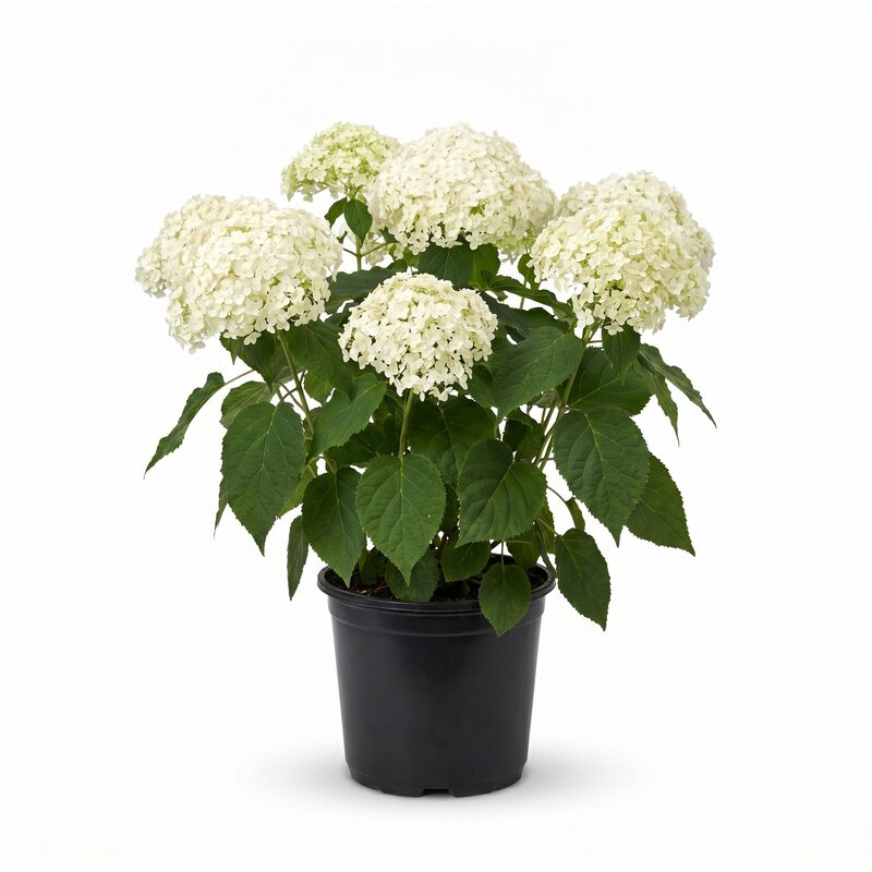 Annabelle Hydrangea image