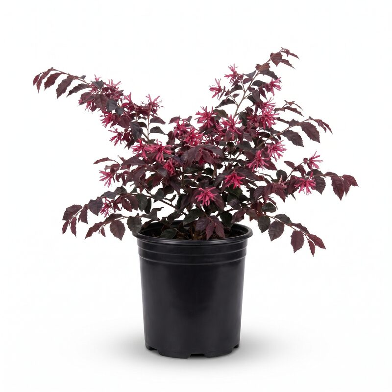 Crispa Lace Shrub image