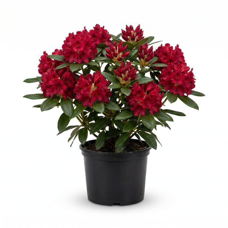 Nova Zembla Rhododendron image