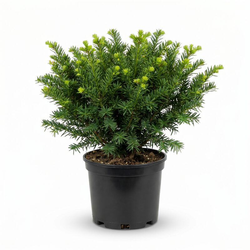 Densiformis Yew image