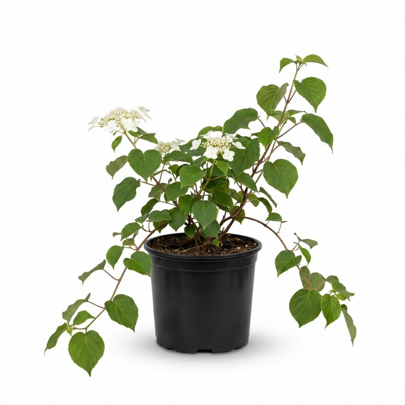 Climbing Hydrangea image