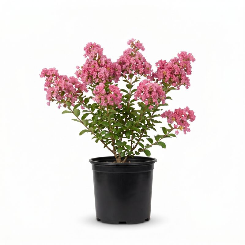 Pink Crape Myrtle image