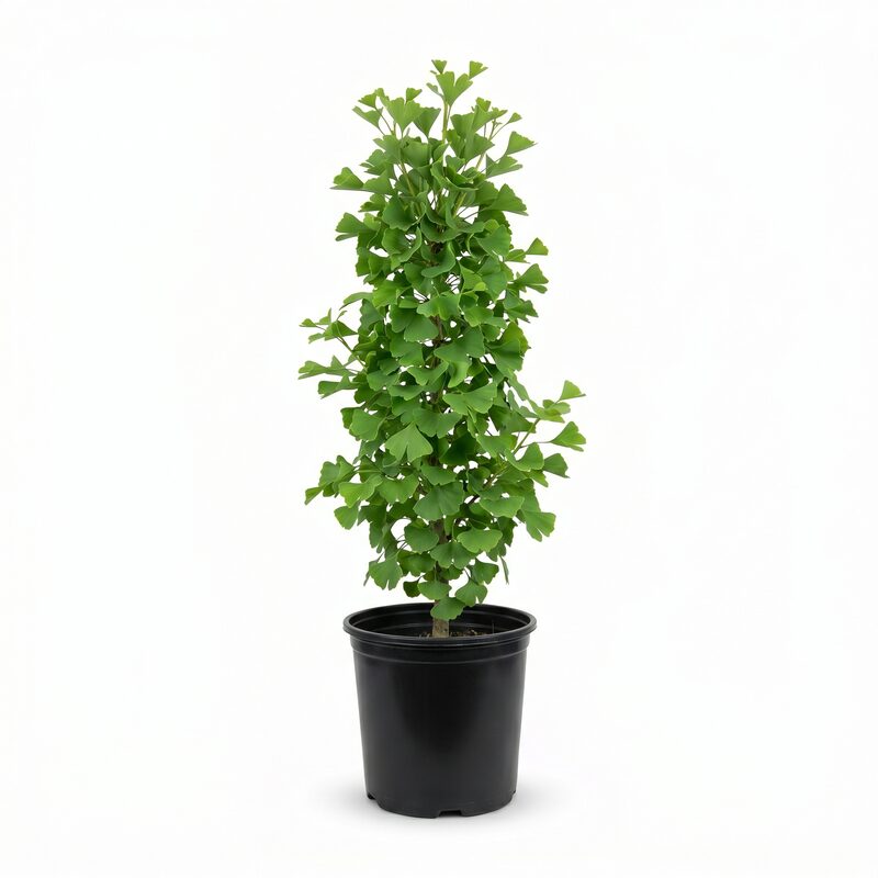 Princeton Sentry Ginkgo image