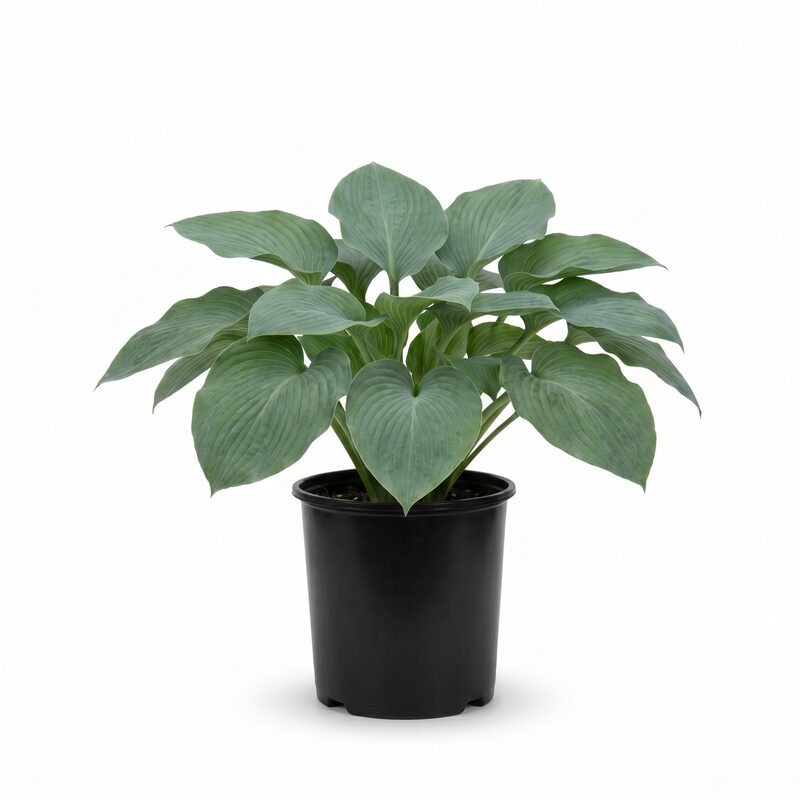 Big Daddy Hosta image
